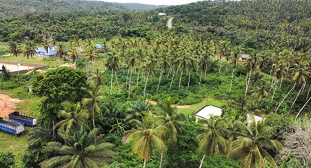 forests